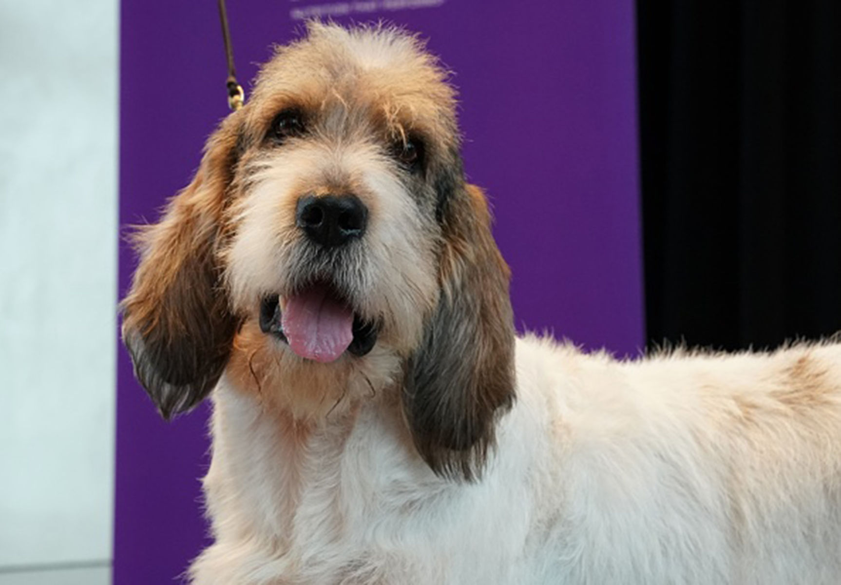 Grand Basset Griffon Vendeen